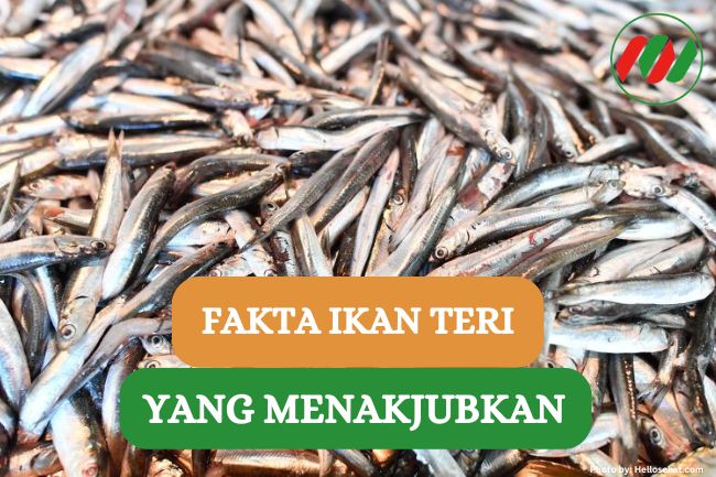 Ini Dia 7 Fakta Ikan Teri yang Kaya Manfaat